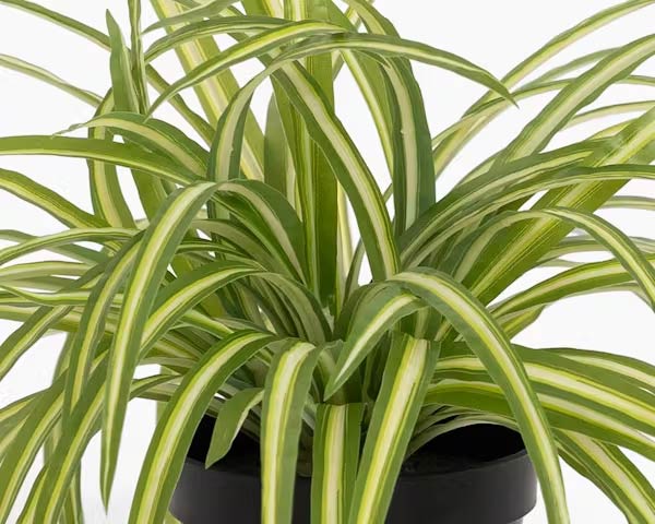 1.5 Ft Artificial spider plant – adds a lush green touch to interiors