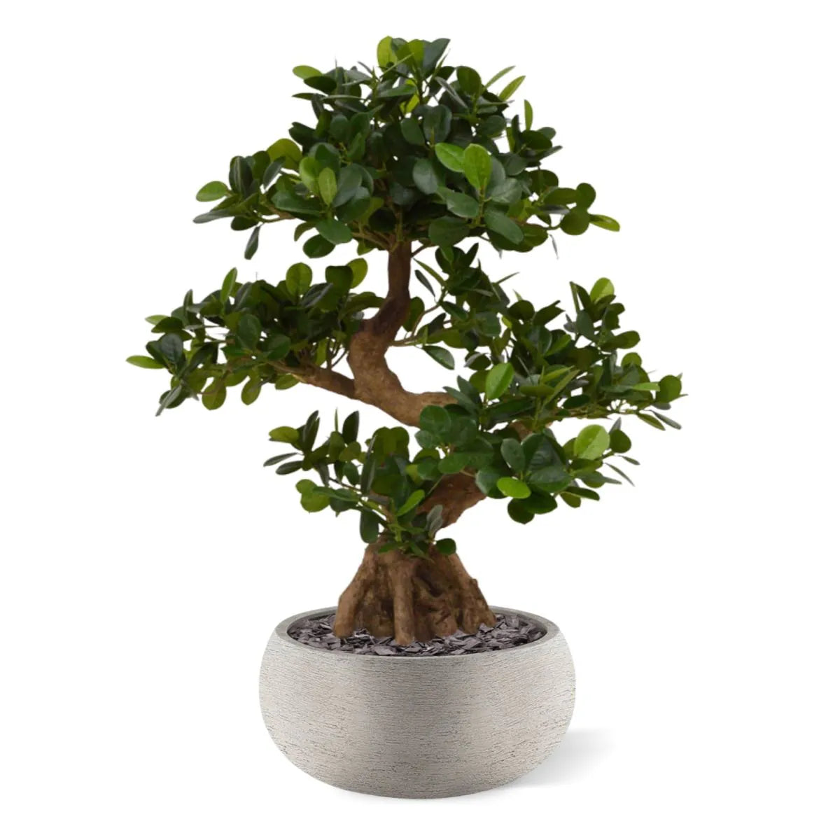 Elegant 2 Ft artificial bonsai with lush green leaves and a natural look