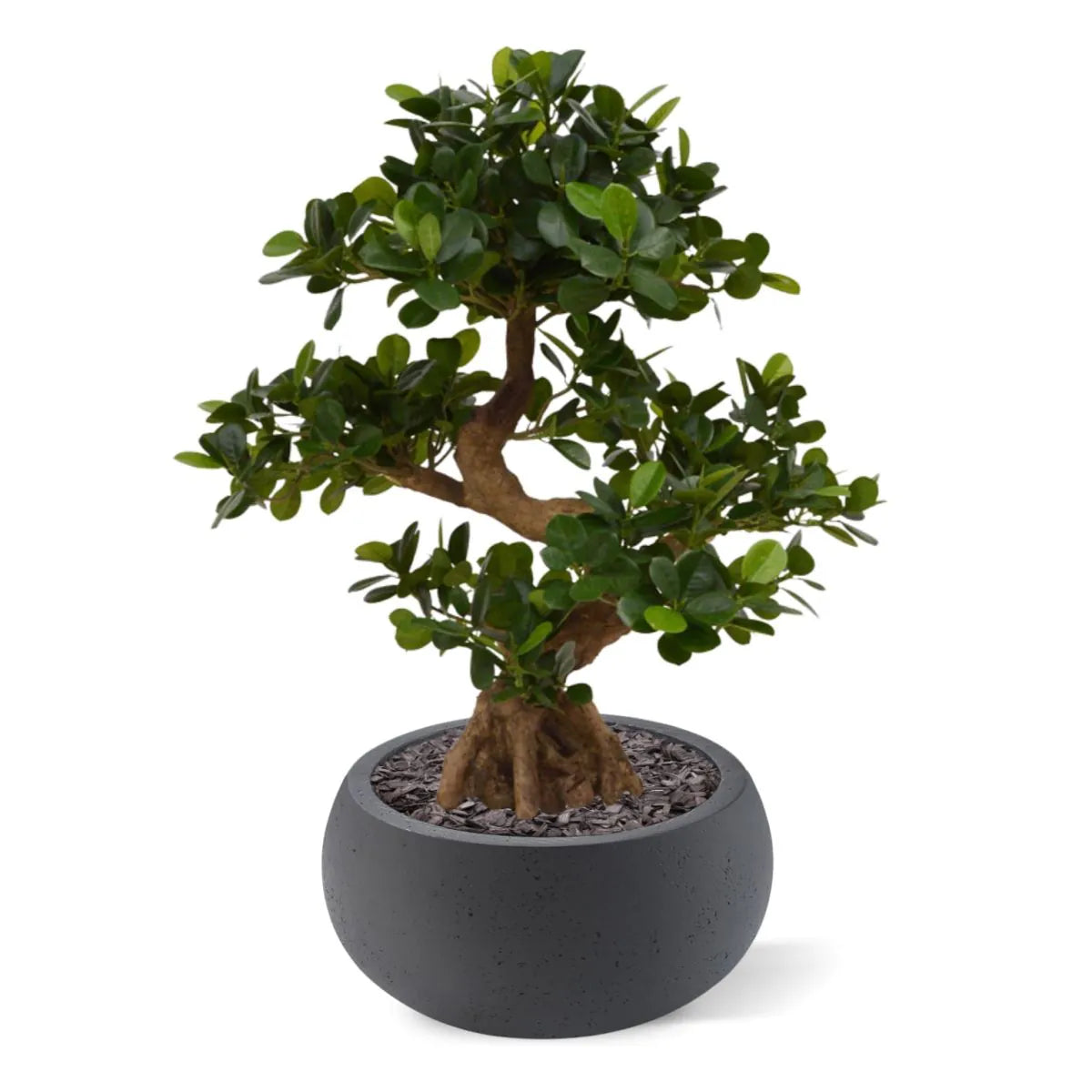 Vibrant 2 Ft faux Panda Bonsai for indoor and outdoor decoration