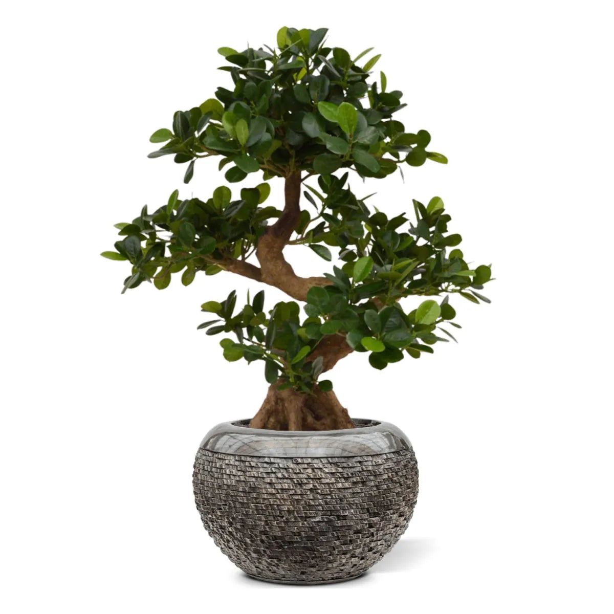 Decorative 2 Ft artificial bonsai tree with intricate branching and greenery