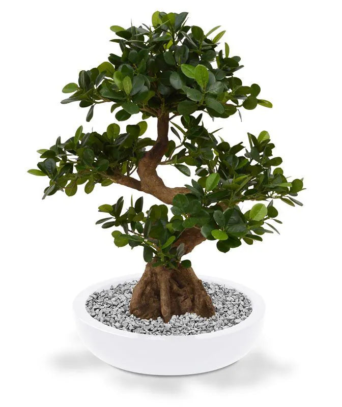 Exotic 2 Ft faux Panda Bonsai – a perfect maintenance-free greenery option