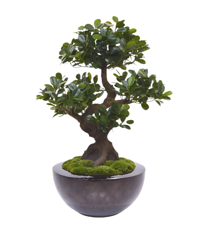 Lifelike 2 Ft artificial Panda Bonsai with a sculpted trunk and dense foliage