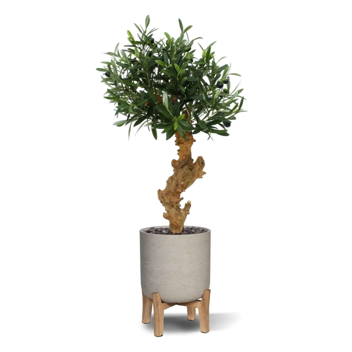 Exotic 2 Ft artificial Olive Bonsai – a stylish greenery accent