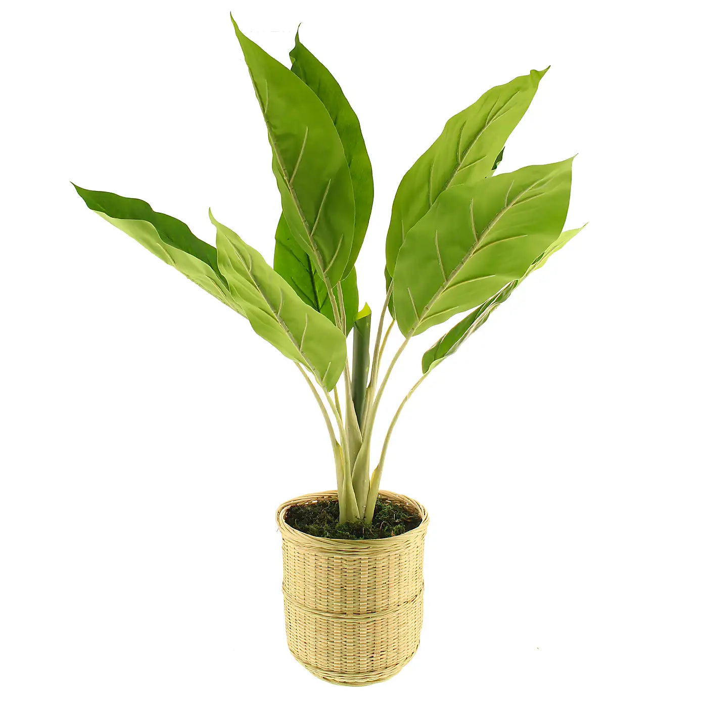 2 Ft Artificial Banana Plant in Bamboo Plant Pot – adds a lush green touch to interiors