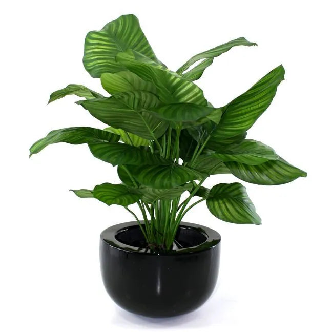 Elegant 2.6 Ft artificial Calathea plant with intricate leaf markings