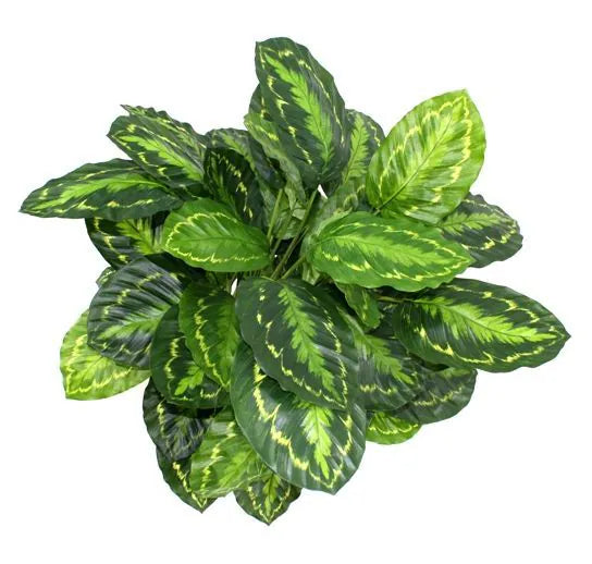 Lifelike 2.5 Ft artificial Calathea with pink-striped tropical leaves