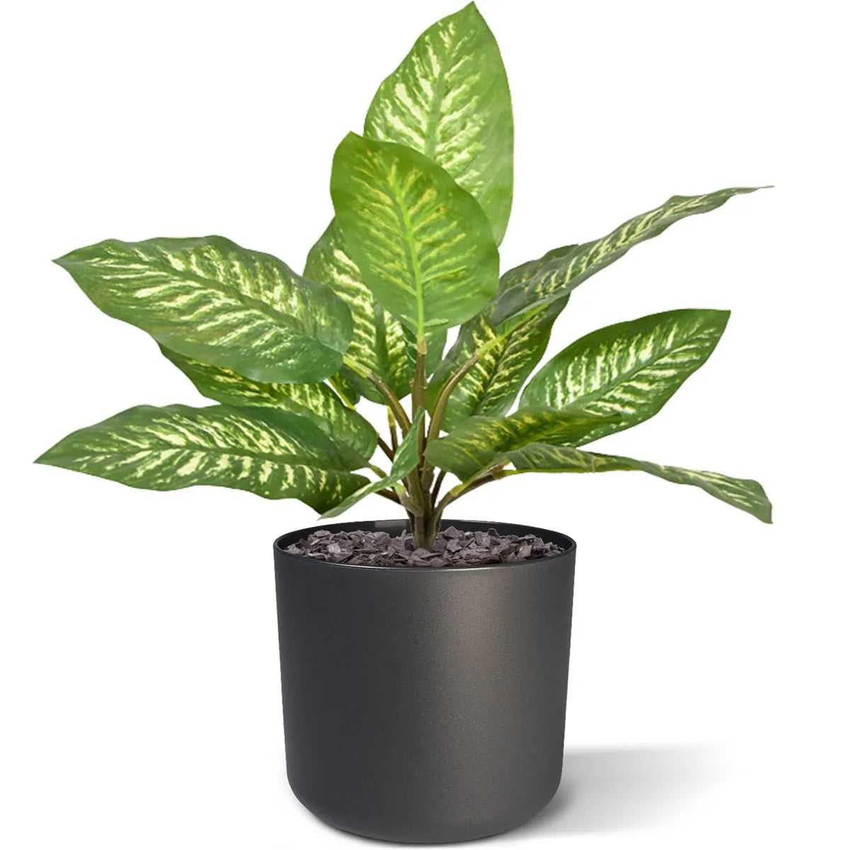 1.5 Ft Artificial Dieffenbachia Zebra plant 25 cm (bush) – adds a lush green touch to interiors