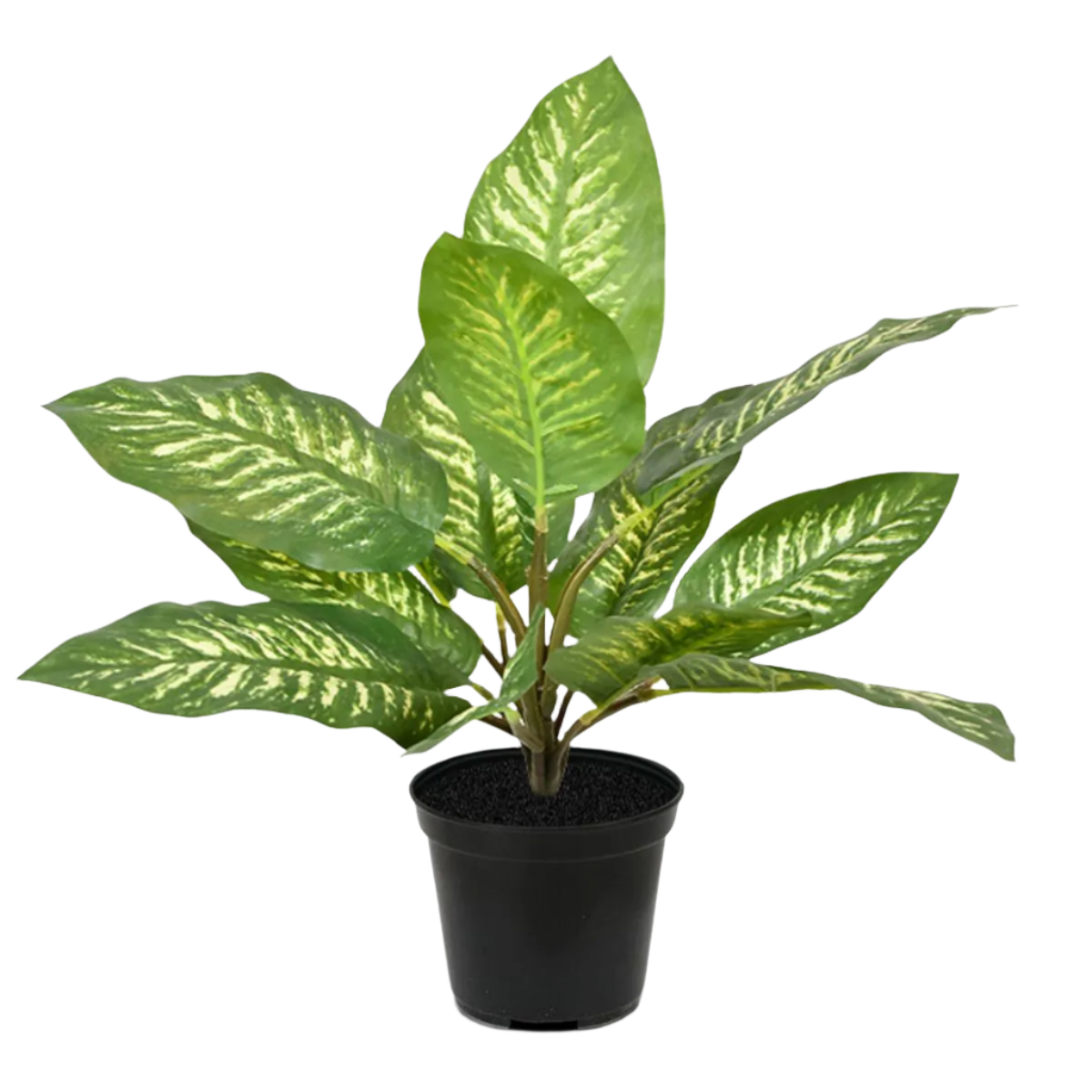 1.5 Ft Artificial Dieffenbachia Zebra plant 25 cm (bush) – perfect for modern home decor