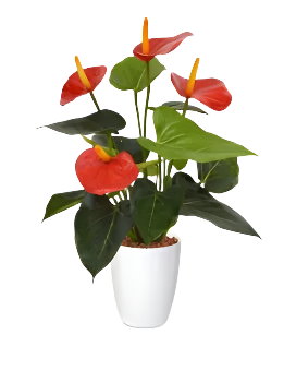 2 Ft Artificial Red Anthurium – Tropical Flower Plant – perfect for modern home decor
