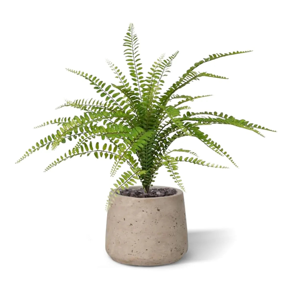 1.5 Ft Artificial Asplenium Fern Bouquet 45 cm – decorative plant with zero maintenance