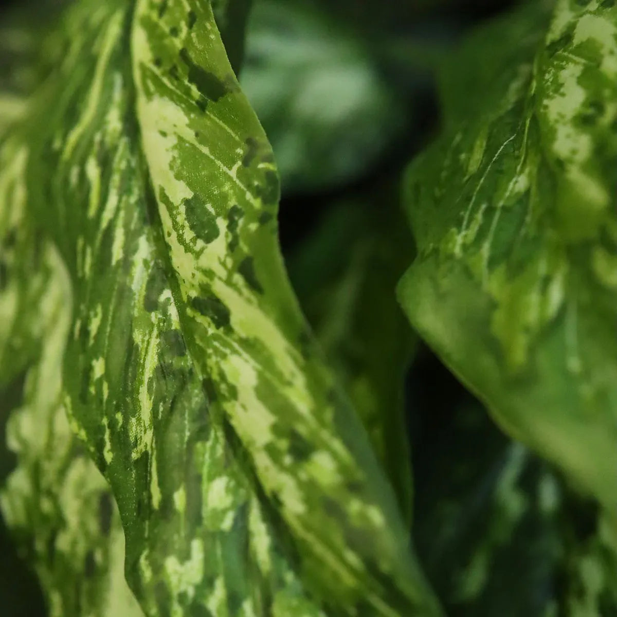 1 Ft Artificial Aglaonema N Plant 40cm – adds a lush green touch to interiors