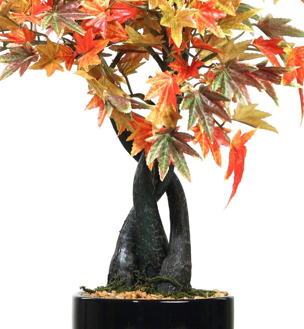 Bonsai tree with autumn-colored leaves in a pot on a white background