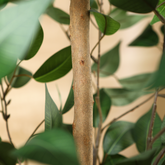 6ft Artificial Ficus Tree in a spacious office setting