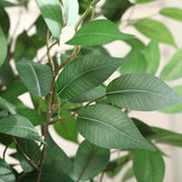 Faux Ficus Plant with detailed and realistic foliage