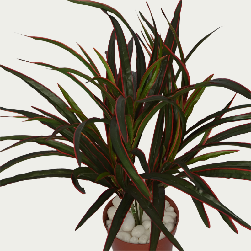 2 Ft Artificial Reddracaena Bush 20 – Faux Green Plant set on a living room table