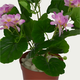 Indoor ambiance created with 1 Ft Geranium Flower Bush Indoor Tropical Accent Plant – Maintenance-Free Natural Look Accent – Shop Luxiplant – elegant and lush.