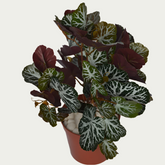 1 Ft Artificial Begonia Bush – Faux Green Plant placed in a stylish planter