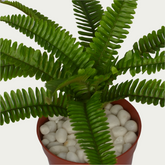 Detailed view of 1 Ft Small Fern Bush Low-Maintenance Indoor Greenery – Maintenance-Free Natural Look Accent – Shop Luxiplant showing realistic textures and colors.