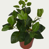1 Ft Green Fittonia Bush Vibrant Faux Desk Foliage – Vibrant Decorative Plant for Home or Office – Shop Luxiplant arranged aesthetically, adding a tropical flair to any room.