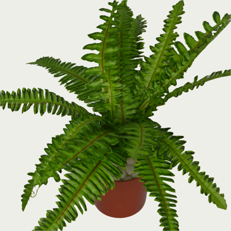 1 Ft Medium Fern Bush Decorative Faux Leaf Arrangement – Maintenance-Free Natural Look Accent – Shop Luxiplant on display with vibrant artificial foliage and lifelike features.