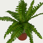 1 Ft Medium Fern Bush Decorative Faux Leaf Arrangement – Maintenance-Free Natural Look Accent – Shop Luxiplant on display with vibrant artificial foliage and lifelike features.