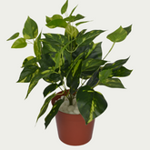 Stylish 1 Ft Money Plant Bush Decorative Faux Leaf Arrangement – Elegant Faux Greenery for Any Setting – Shop Luxiplant featured in a modern interior setup.