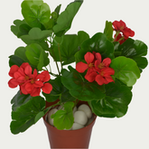 Decorative shot highlighting the unique design of 1 Ft Geranium Elegant Synthetic Home Plant – Maintenance-Free Natural Look Accent – Shop Luxiplant.