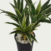 Stylish 1 Ft Dracaena Leaves Bunch Contemporary Lush Green Accent – Vibrant Decorative Plant for Home or Office – Shop Luxiplant featured in a modern interior setup.