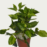 1 Ft Money Plant Bush Evergreen Artificial Botanical – Elegant Faux Greenery for Any Setting – Shop Luxiplant arranged aesthetically, adding a tropical flair to any room.