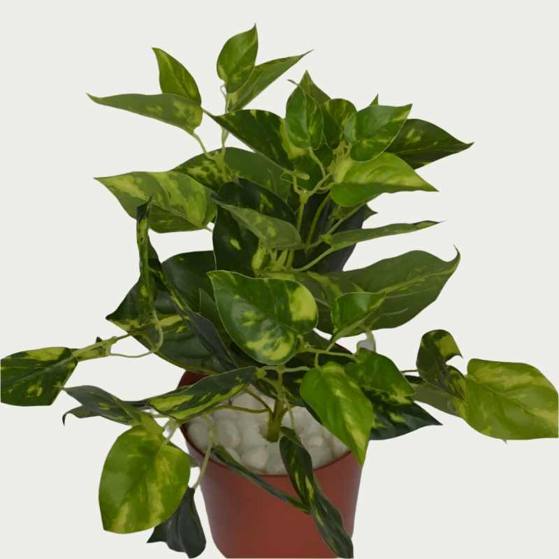1 Ft Money Plant Bush Evergreen Artificial Botanical – Elegant Faux Greenery for Any Setting – Shop Luxiplant arranged aesthetically, adding a tropical flair to any room.