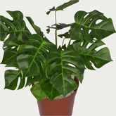 Close-up image of 1 Ft Monstera Low-Maintenance Indoor Greenery – Chic Artificial Plant to Elevate Any Space – Shop Luxiplant – perfect for home decoration.