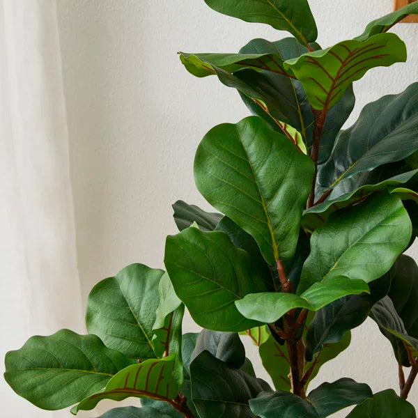 Soft-touch fiddle leaf fig tree mimicking the beauty of real plants