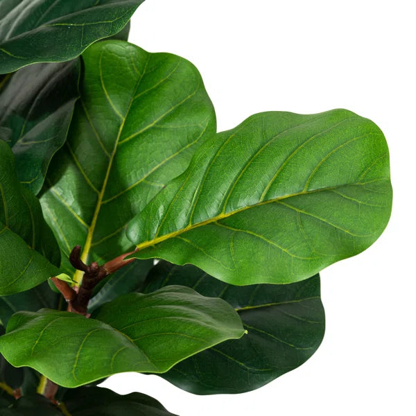Realistic artificial fiddle leaf fig tree with soft-touch foliage