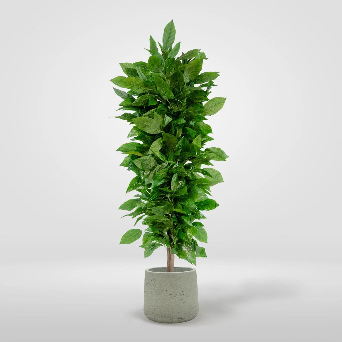 4 Ft Mango tree Artificial plant 100cm - 185cm – ideal for indoor botanical themes