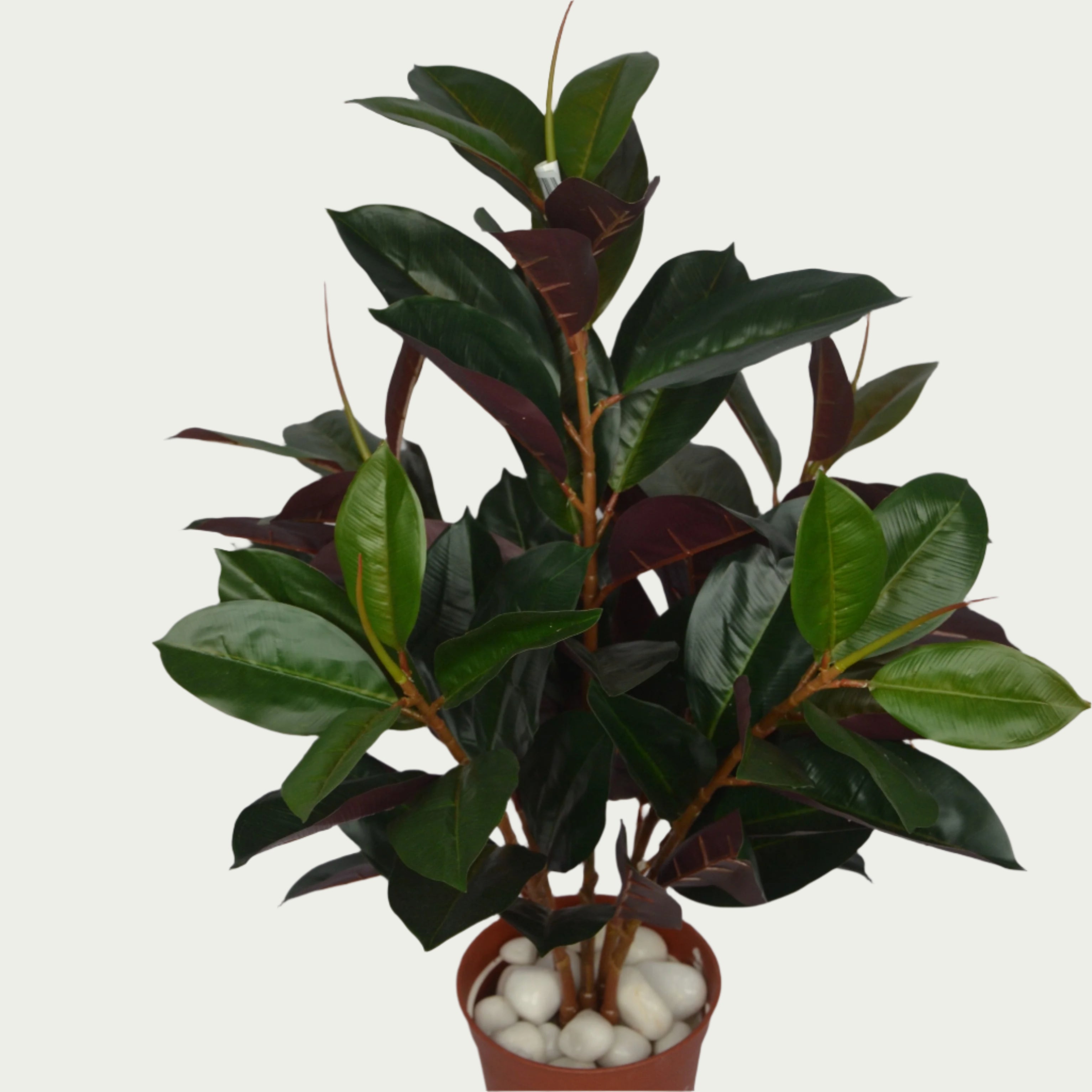 Stylish 2 Ft Rubber Fig Bush Contemporary Lush Green Accent – Vibrant Decorative Plant for Home or Office – Shop Luxiplant featured in a modern interior setup.