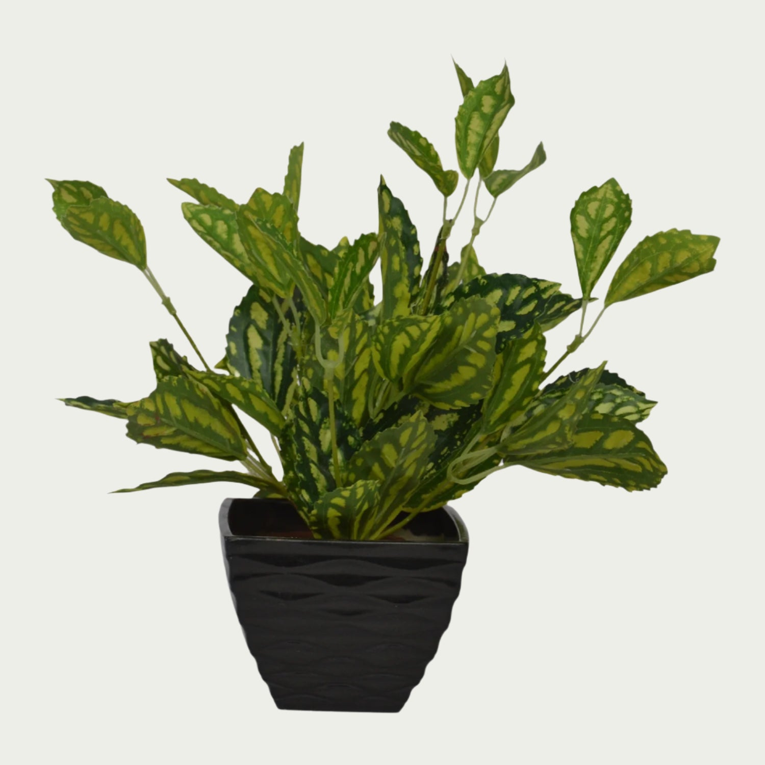 Botanical charm of {} set against a pastel backdrop