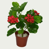 Indoor ambiance created with 1 Ft Geranium Elegant Synthetic Home Plant – Maintenance-Free Natural Look Accent – Shop Luxiplant – elegant and lush.