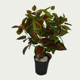 2 Ft Artificial Coleas Mini Bush 20 – Faux Green Plant set on a living room table