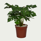 Detailed view of 1 Ft Monstera Low-Maintenance Indoor Greenery – Chic Artificial Plant to Elevate Any Space – Shop Luxiplant showing realistic textures and colors.