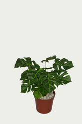 1 Ft Monstera Low-Maintenance Indoor Greenery – Chic Artificial Plant to Elevate Any Space – Shop Luxiplant on display with vibrant artificial foliage and lifelike features.