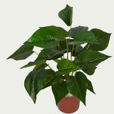 1 Ft Artificial Betel Leaf Bush 795 – Faux Green Plant placed in a stylish planter