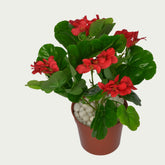 1 Ft Red Geranium Bush Premium Decorative Green Bush – Realistic Touch for Modern Interiors – Shop Luxiplant on display with vibrant artificial foliage and lifelike features.