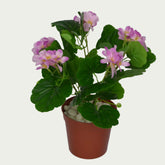 Eye-catching product image of 1 Ft Geranium Flower Bush Indoor Tropical Accent Plant – Maintenance-Free Natural Look Accent – Shop Luxiplant, ideal for indoor settings.