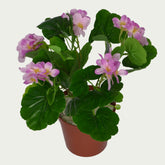 1 Ft Geranium Flower Bush Indoor Tropical Accent Plant – Maintenance-Free Natural Look Accent – Shop Luxiplant arranged aesthetically, adding a tropical flair to any room.