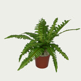 Stylish 1 Ft Medium Fern Bush Decorative Faux Leaf Arrangement – Maintenance-Free Natural Look Accent – Shop Luxiplant featured in a modern interior setup.