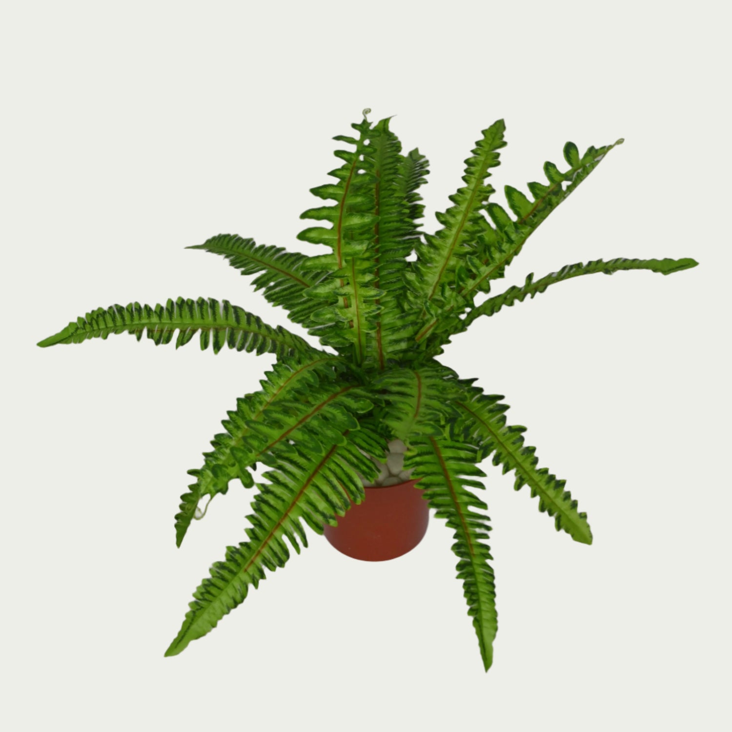 Decorative shot highlighting the unique design of 1 Ft Medium Fern Bush Decorative Faux Leaf Arrangement – Maintenance-Free Natural Look Accent – Shop Luxiplant.