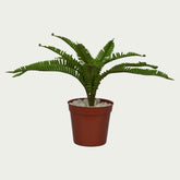 Scene featuring the 1 Ft Small Fern Bush Low-Maintenance Indoor Greenery – Maintenance-Free Natural Look Accent – Shop Luxiplant, styled with complementary decor items.
