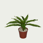 Close-up image of 1 Ft Small Fern Bush Low-Maintenance Indoor Greenery – Maintenance-Free Natural Look Accent – Shop Luxiplant – perfect for home decoration.
