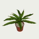 1 Ft Small Fern Bush Low-Maintenance Indoor Greenery – Maintenance-Free Natural Look Accent – Shop Luxiplant on display with vibrant artificial foliage and lifelike features.