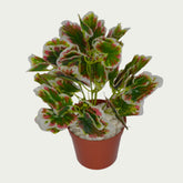 2 Ft Artificial Coleus Bush – Faux Green Plant set on a living room table